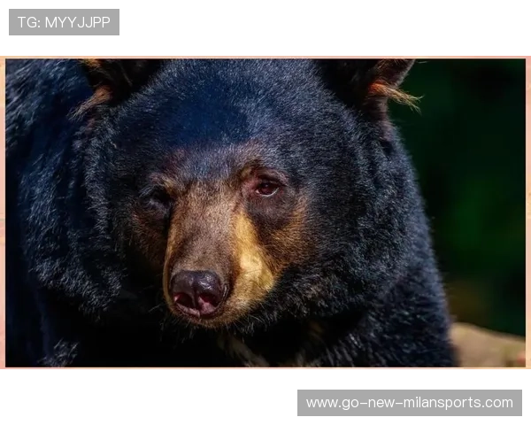 面对黑熊，男孩冷静“装死”保命